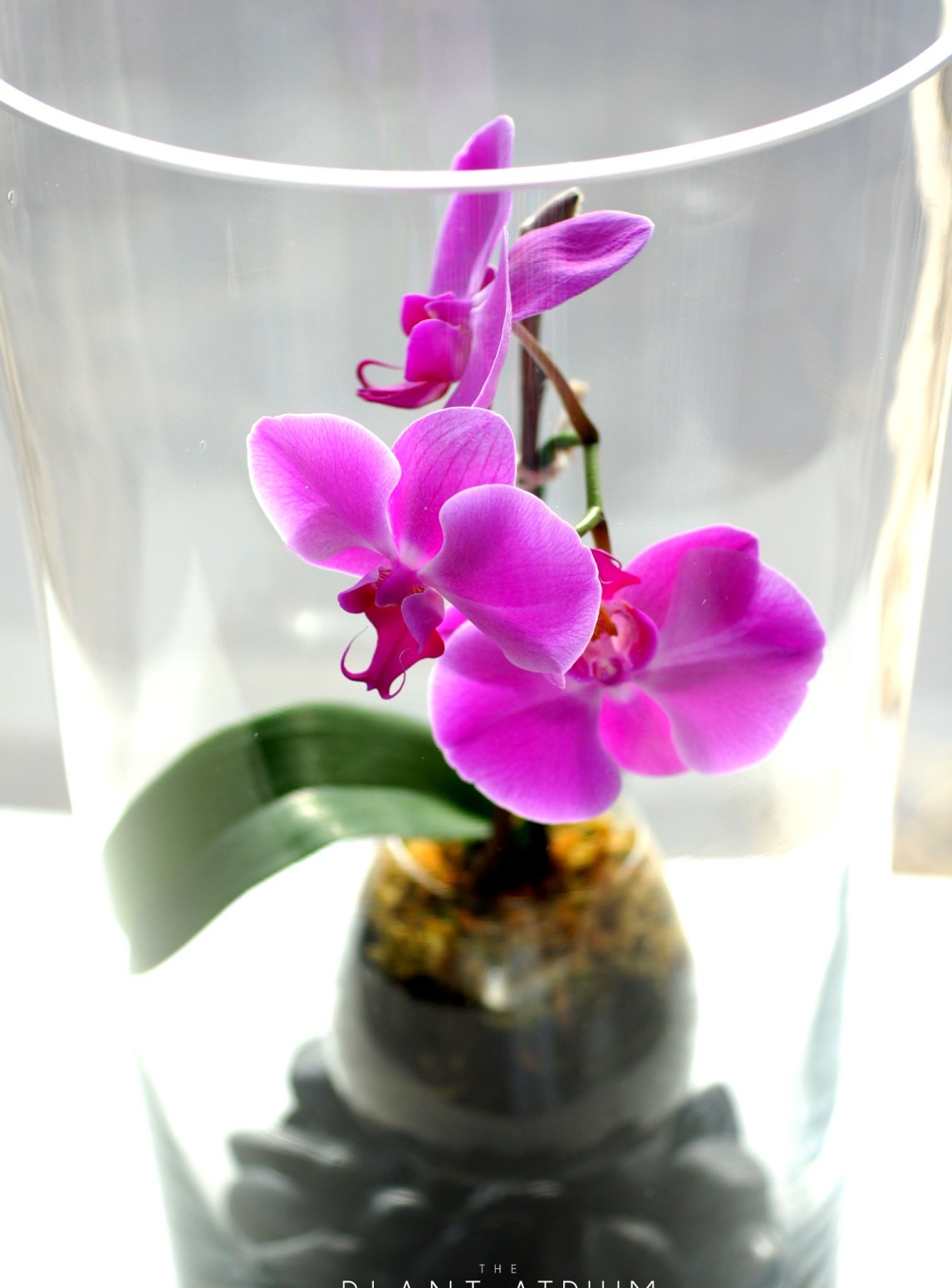 Magenta phalaenopsis orchid in a glass vase